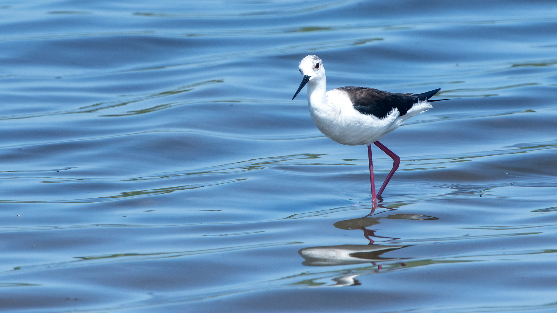Black-winged Stilt